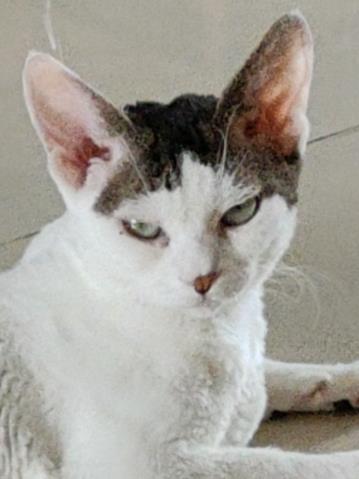 刚穿合欢就被长老拿下啦