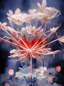 综影视到不了的彼岸花